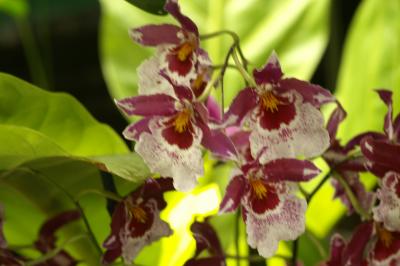 NY Botanical Garden 2006 Orchid Show