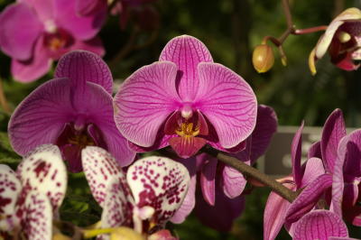 NY Botanical Garden 2006 Orchid Show