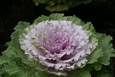 Winter Cabbage