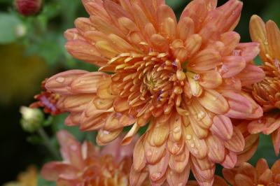 Chrysanthemum