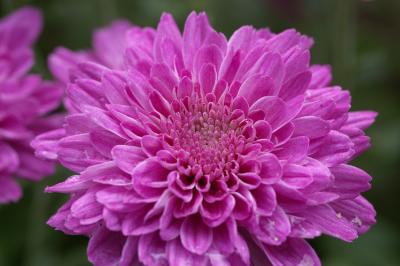chrysanthemums