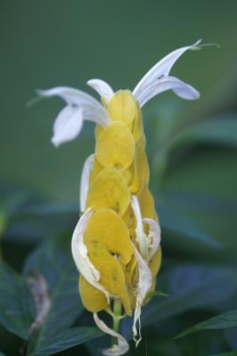 NY Botanical Garden