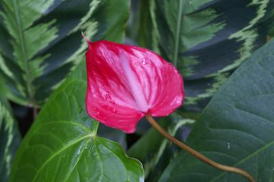 NY Botanical Garden