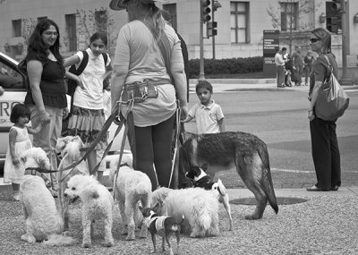 Watching A  Washington D.C.Dog Walker