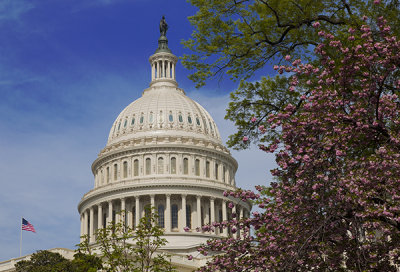 Capital Dome and Spring Blossoms