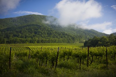 Franklin County Vineyard- AmRhein Wine Cellars