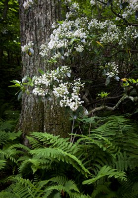 Mountain Laurel and Ferns