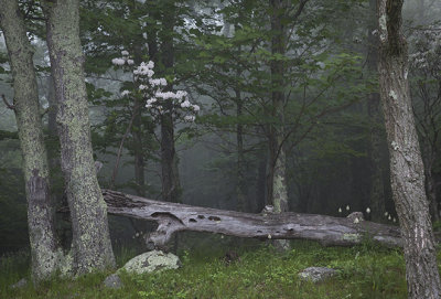 Stillness Of The Forest