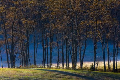 Fall Tree Line-Giles County