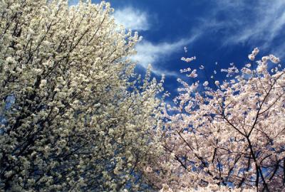 Spring Blooms Behind The Old Blacksburg High School On Patrick Henry Drive