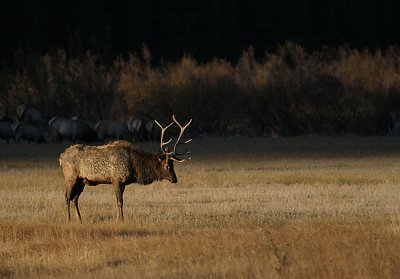 Bull Elk