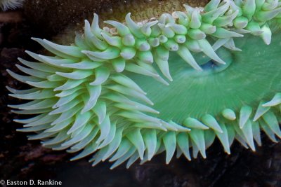 Tide Pool Anemone