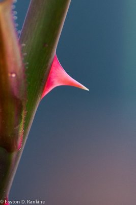 Rose Thorn