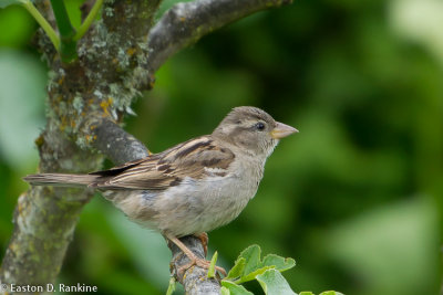 ....and a Sparrow in Fig Tree