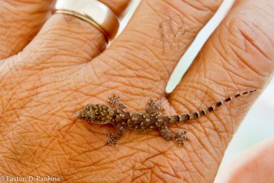 Baby Jamaican Croaking Lizard (Aristelliger praesignis)