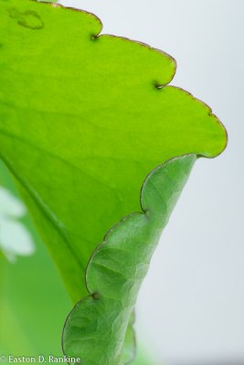 Leaf-of-life (Bryophyllum Pinnatum)