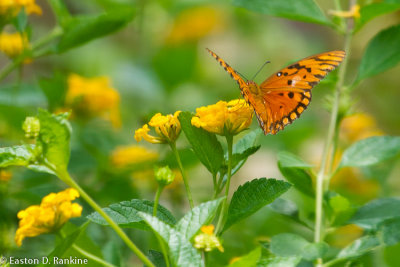 Butterfly on Lantana