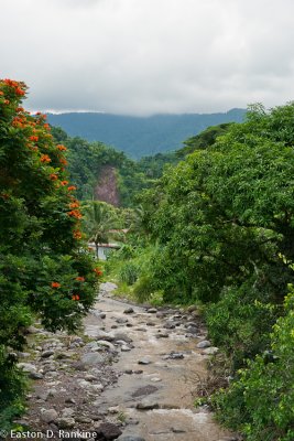 From the Road to Castleton Gardens