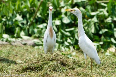 Front and Side - Cattle Egret