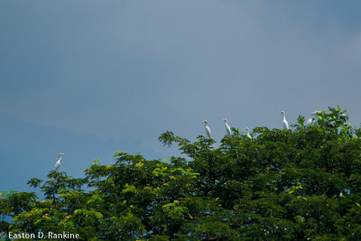 On the Cusp - Cattle Egrets