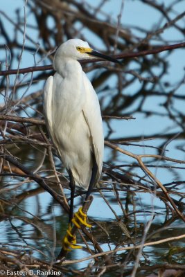 Snowy Egret