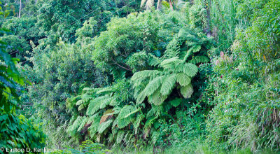 Roadside Bank Near Bonnie View Hotel, Port Antonio