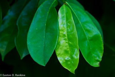 Leaves