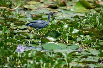 Little Blue Heron