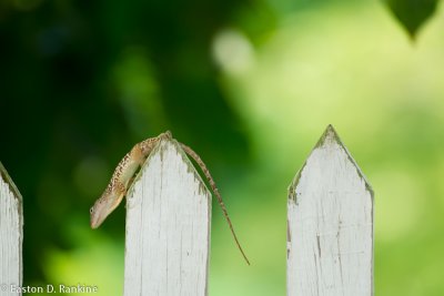 Fence Lizard
