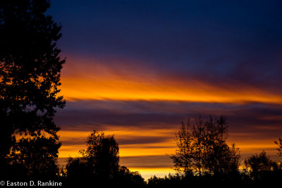 Dawn - From the Backyard Again