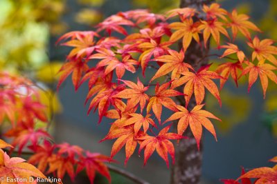 My Frontyard Maple Meets Fall IV