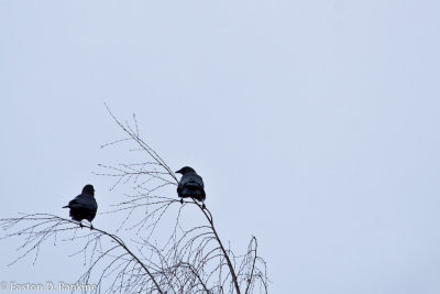 Morning Crows