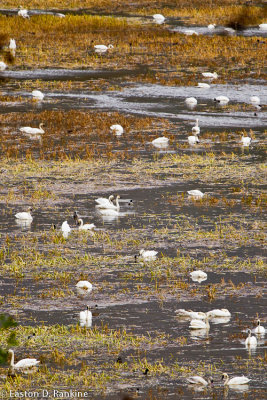 Tundra Swans - Franz Lake Wildlife Refuse