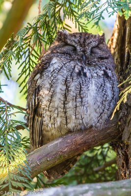   Screech-Owl (Megascops kennicottii)