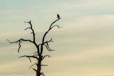 Dead Tree with Bald Eagle