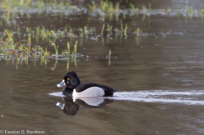Ring-Necked Duck (Aythya collaris)