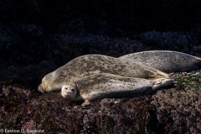Harbour Seals