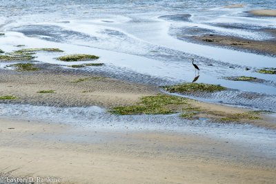 Heron  at Low Tide