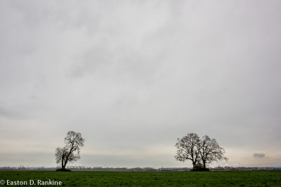 Two Trees