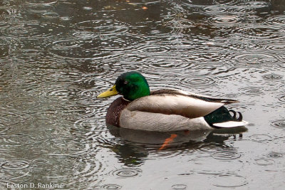 Rain Duck
