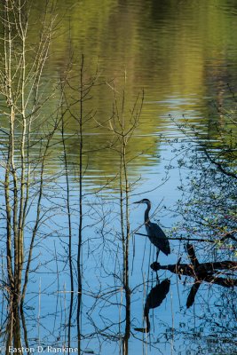 Great Blue Heron