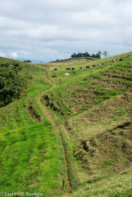 Cattle Modified Landscape