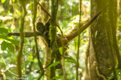 Male Spider Monkey with Infant