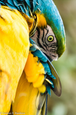 Yellow-and-blue Macaw