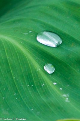 Water Drops on Canna