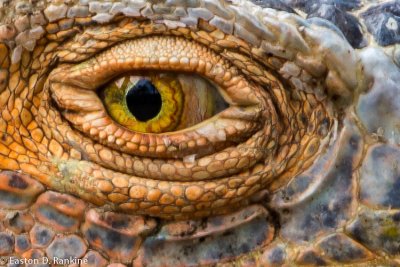 Iguana IV