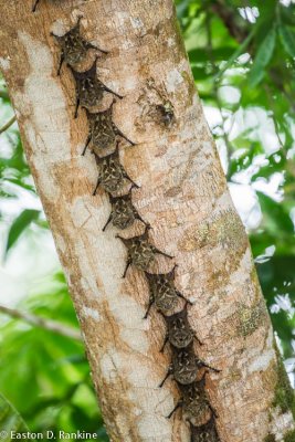 Long Nosed Bats (Rhynchonycteris naso)