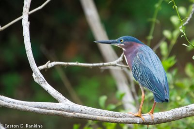 Green Heron