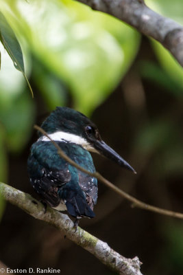 Green Kingfisher I