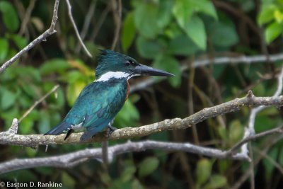 Green Kingfisher II
